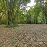 Bamboo trees near Dark View Falls‎ (St. Vincent and the Grenadines)
