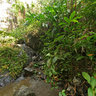 Dark View Falls‎ - top of the lower fall (St. Vincent and the Grenadines)
