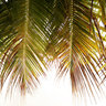 Inside Coconut Tree, Seychelles