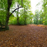 Autumn at the Burnham Beeches, Egypt, England