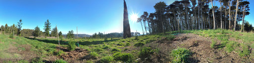 Wooden Spire