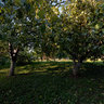 Alley of Apples
