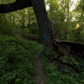 Big Old Tree