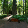Founders Tree