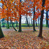 Autumn Tree