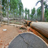 Giant sequoia trees 2