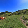 Cows on the alm