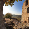 Burgruine Neideck - Tree