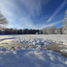 Winter Tree