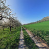 Cherry blossom - Walberla - 2