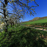 Cherry blossom - Walberla