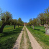 Festo Avenue