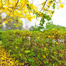 Golden Trumpet Tree Blossoms
