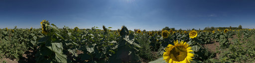 Sunflower Season