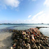 Union Island - The Grenadines, sea conch shells