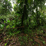 Dominica Island (Caribbean) - trip to Boiling Lake, Morne Trois Pitons National Park