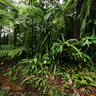 Dominica Island (Caribbean) - trip to Boiling Lake, Morne Trois Pitons National Park