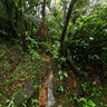 Dominica Island (Caribbean) - trip to Boiling Lake, Morne Trois Pitons National Park