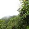 Dominica Island (Caribbean) - trip to Boiling Lake, Morne Trois Pitons National Park