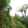 Dominica Island (Caribbean) - trip to Boiling Lake, Morne Trois Pitons National Park