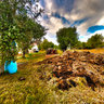Little Farm