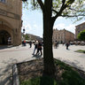 Cloth hall Sukiennice and former city hall tower