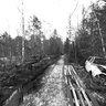 death cars in forest