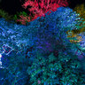 Westonbirt Arboretum, Enchanted Woodland Christmas