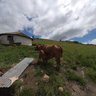 Izingolweni Township huts with cows