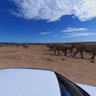 Elephants at Hapoor Dam in Addo Elephant Park