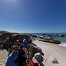 Penguins on Boulders Beach Cape Town
