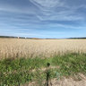 Sommer
