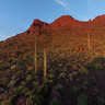 Organpipe National Monument