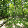 Forest in Peninsula State Park, Door County