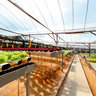 Cameron Highlands Brinchang Strawberry Farm