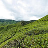 Cameron Highland Bharat Tea Plantation