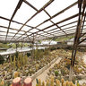 Cameron Highlands Cactus Valley