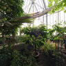 Botanical Garden Berlin green house 2