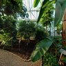 Botanical Garden Berlin - under the banana tree