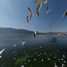 black-headed gull