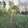 长春郁金香园景色之九,Changchun tulip garden