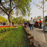 长春郁金香园----2011年盛况之三十一,Changchun tulip garden,