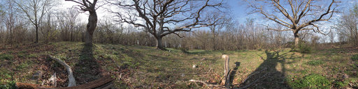 3 Old Oaks