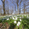 Wood Anemone (2)