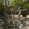 Wan Chuk Yuen - Li Yan Memorial Hall - Pomegranate Home