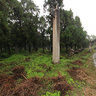 Shandong Qufu - Cemetery - Six 16 - sixty-eight generation descendant of the tomb