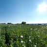Poppy Field