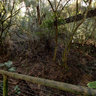 Birds of Eden Walkway