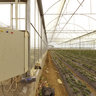 The Strawberry Green House