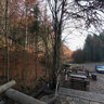 The Forest Bar